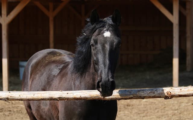 horse