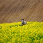 field