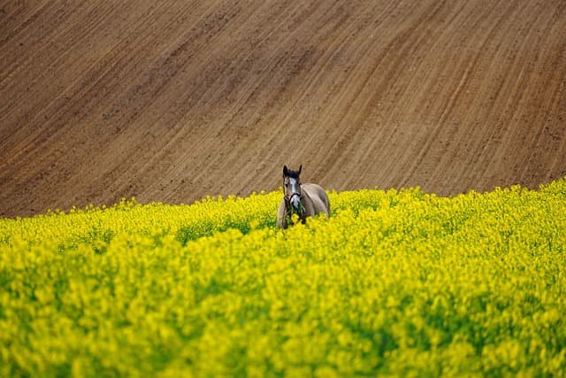 field