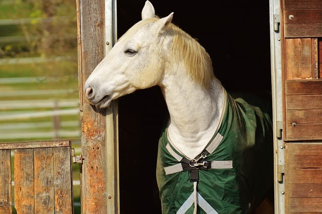 horse
