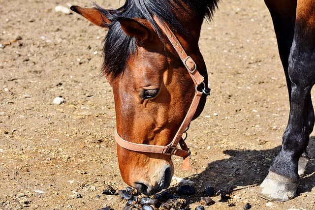 horse