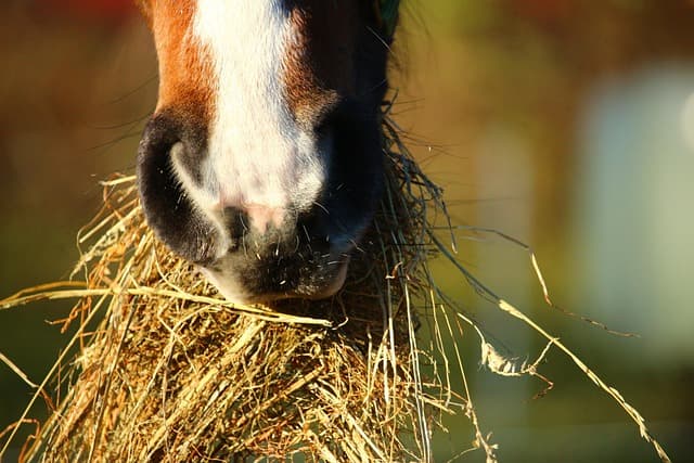 Womit und Wie Man ein Pferd füttert