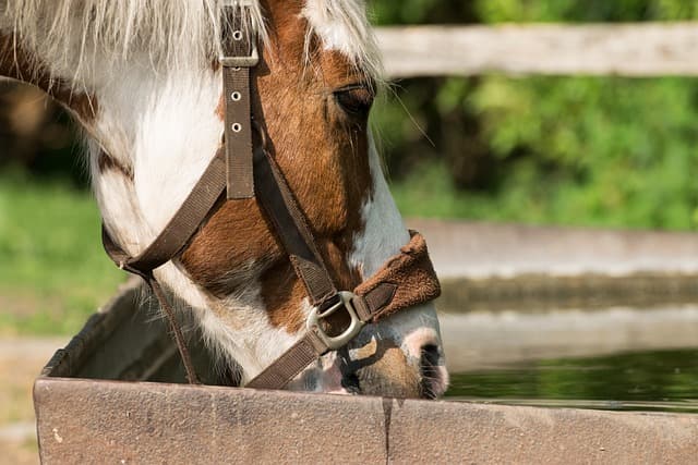 Was Tun, Wenn ein Pferd bei Hitze Nicht Trinkt