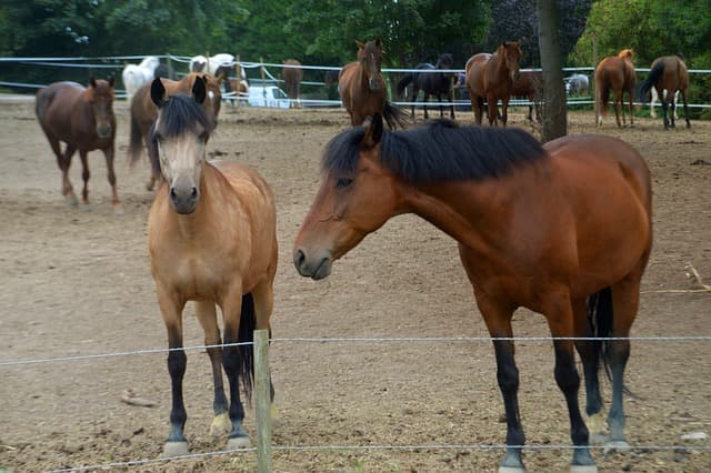 horse
