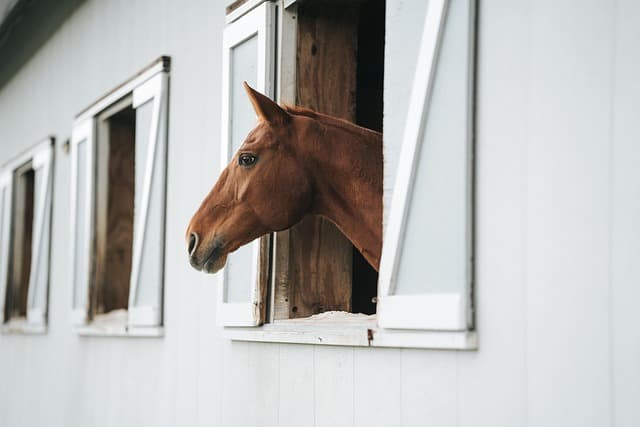 horse