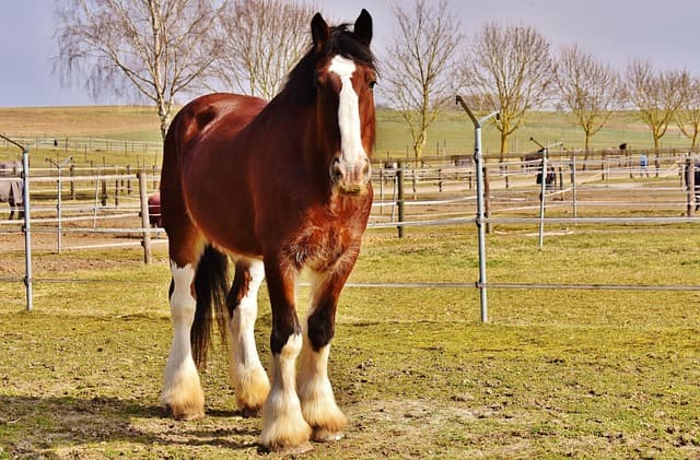 horse